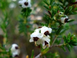 Erica calycina